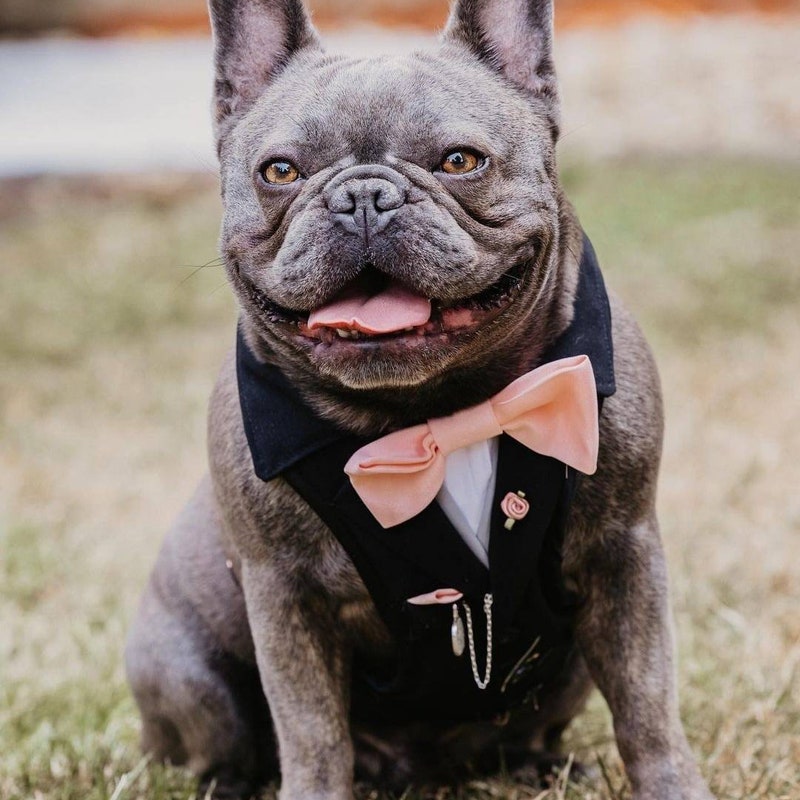 Wedding Dog Harness Etsy