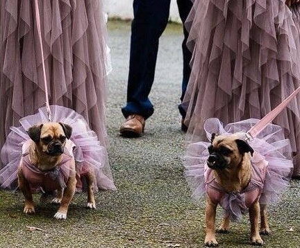 bridesmaids dresses for dogs