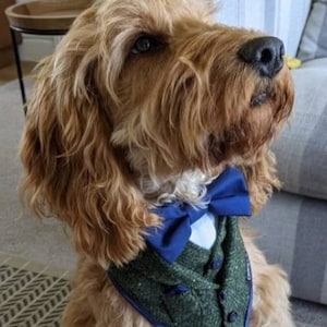 Dog Wedding Suit/Tuxedo Bandana in your Wedding Colours. Luxury, Bespoke Made-to-Measure.