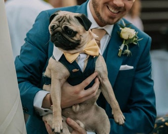 Small Dog Tuxedo/Suit Wedding Harness. Dog Suit. Pug/Frenchie. Bespoke Made-to-Match Groom/Best Man. FREE MATCHING LEAD.
