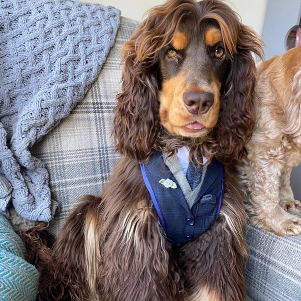 Small Dog Tuxedo/Suit Wedding Harness. Dog Suit. Pug/Frenchie. Bespoke Made-to-Match Groom/Best Man. FREE MATCHING LEAD.