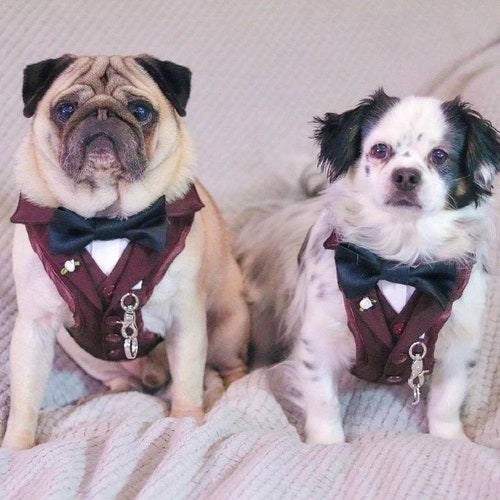 Dog Wedding Suit/tuxedo Bandana in Your Wedding Colours. Etsy UK