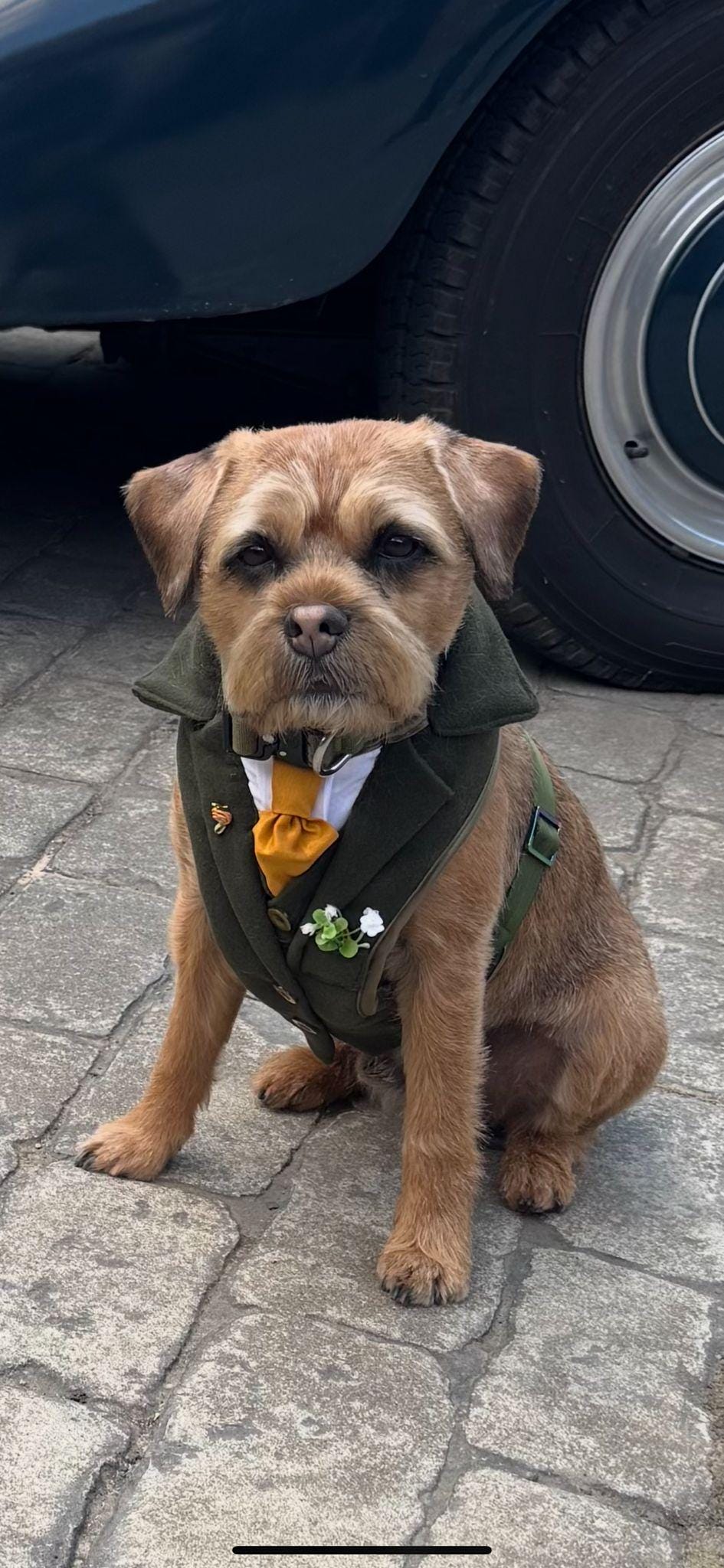 Dog Tuxedo Wedding Suit Harness in your Wedding Colours. Luxury, Bespoke Made-to-Measure with FREE matching lead!