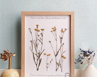 Herbarium with frame "My little flowers"