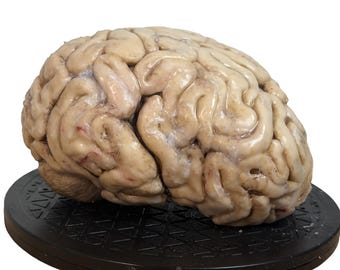Small human brain  - Medical prop - silicone brains- 1:1