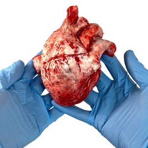 Realistic human heart - anatomical heart prop - silicone organ