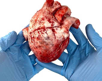 Può includere: Un modello anatomico realistico di un cuore umano, con uno schema di colori rosso e bianco, è tenuto in due guanti di lattice blu.