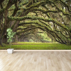 Oaks Avenue vinyl or self-adhesive photo mural | wallpaper Oaks Avenue Charleston SC plantation Live Oak trees forest landscape in ACE Basin