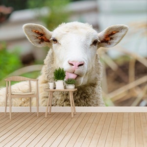 May include: A white sheep with a pink nose sticks its tongue out. The sheep is looking directly at the camera. The sheep is in a grassy field.