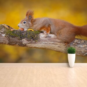 Könnte beinhalten: Ein rotes Eichhörnchen sitzt auf einem Baumzweig und knabbert an einer Nuss. Das Eichhörnchen schaut nach links. Der Hintergrund ist verschwommen und in Gelb- und Brauntönen gehalten.