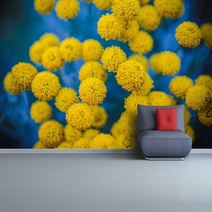 Yellow flowers removable or traditional photo wallpaper | wallcovering Retro photo of many wild meadow sift yellow flowers on dark field.