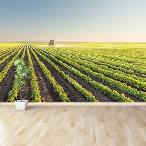 Field reusable or traditional photo mural | wallpaper Tractor spraying soybean field at spring   removable wall decor wallmural wallpaper