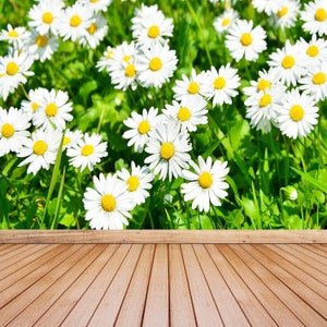 Daisies Meadow vinile o carta da parati fotografica autoadesiva / murale da parete primavera margherita nel prato grande fotomurales murale riposizionabile