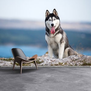 Carta da parati fotografica autoadesiva o fotomurale con husky siberiano Husky siberiano bianco e nero seduto su una montagna.