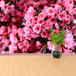 Rhododendron Pink reusable or traditional wallpaper | mural Azalea  photowallpaper removable photo repositonable wallpaper wall decor