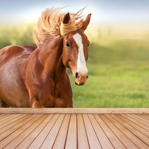 Fotomurales adesiva rimovibile o tradizionale con cavallo / carta da parati Bellissimo cavallo rosso con lunga criniera ritratto in movimento