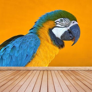 Macaw Parrot self adhesive or paste and glue wallpaper | wall mural Macaw parrot against an orange background  non woven wallmural large