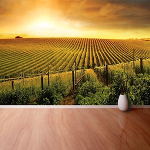 Sunset Vineyard foto murale / carta da parati riutilizzabile o tradizionale Un bellissimo tramonto su un vigneto di Barossa stacca e attacca riposizionabile
