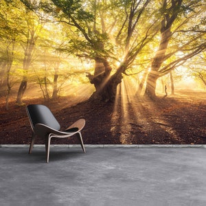 Vecchio albero rimovibile o murale/carta da parati tradizionale Vecchio albero magico con raggi di sole al mattino. Foresta nella nebbia. Paesaggio colorato,,...
