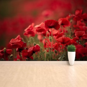Poppy flowers traditional or removal wallpaper | mural Meadow with beautiful bright red poppy flowers in spring  nonwoven large photomural