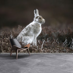 Lepre di montagna, foto murale/carta da parati riutilizzabile o tradizionale Lepre di montagna, Lepus timidus, mammifero singolo su erica, mantello primaverile,