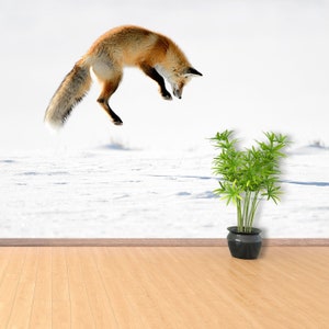 Red Fox temporary or traditional mural | wallpaper Red Fox (Vulpes vulpes) - Hunting I  peel and stick vlies mural temporary photomural