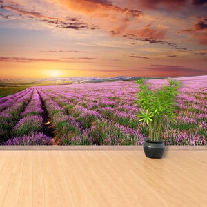 Meadow of lavender repositionable mural | wallcovering Meadow of lavender. Nature composition.  photowallpaper temporary removable non