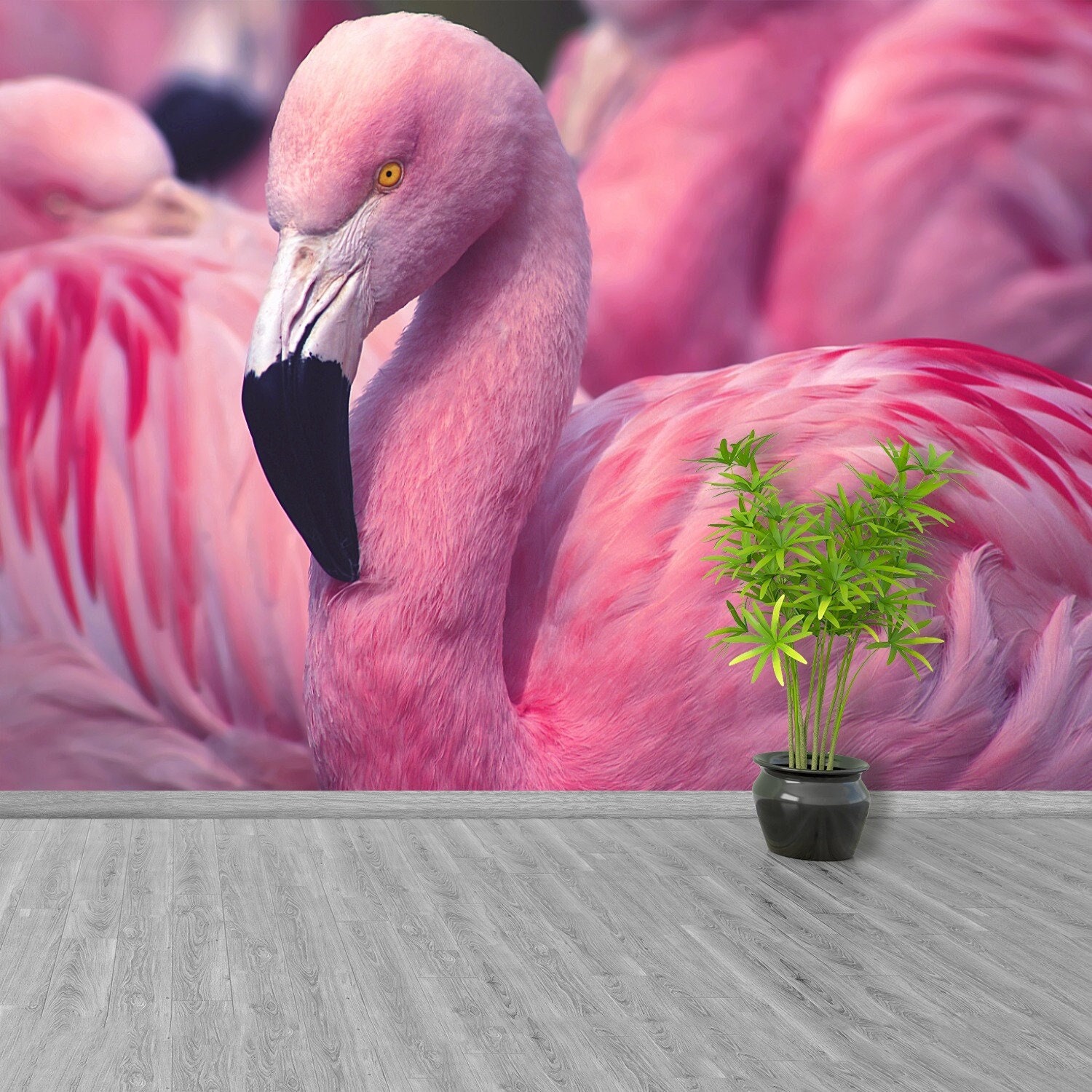 Chilean Flamingo -  UK