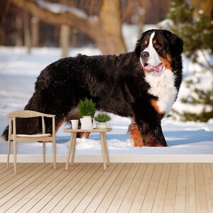 Carta da parati fotografica temporanea o tradizionale con cane da montagna bernese / rivestimento murale con ritratto di cane da montagna bernese in inverno, fotomurales rimovibile