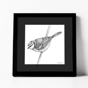 May include: A black and white drawing of a blue tit perched on a branch. The bird is facing to the left and its head is tilted down. The drawing is framed in a black frame.
