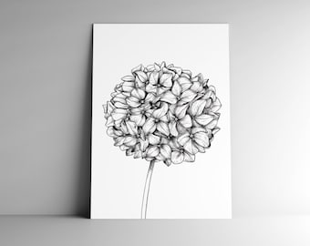 Post card HYDRANGEA and mailing enveloppe, format A6, 350 g, white matte paper, mail, stationary, vegetal illustration, botanical garden