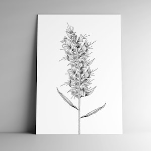 Carte postale VIPERINE et son enveloppe, format A6, papier blanc mat 350g, courrier, papeterie, illustration végétale, jardin, botanique