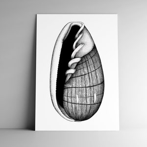 Carte postale MARGINELLA et son enveloppe, format A6, 350 g, papeterie,  vacances, été, océan, coquillage, naturalisme