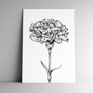 Carte postale OEILLET et son enveloppe, format A6, papier blanc mat 350g, courrier, papeterie, illustration végétale, botanique, oeillet