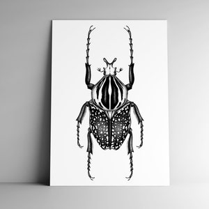 Post card GOLIATH  and mailing enveloppe, format A6, 350 g, white matte paper, mail, stationery, illustration, beetle, luck, insect, nature