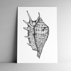 Carte postale CONQUE et son enveloppe, format A6, 350 g, papeterie,  vacances, été, océan, coquillage, naturalisme