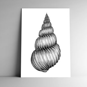 Carte postale EPITONIUM et son enveloppe, format A6, 350 g, papeterie,  vacances, été, océan, coquillage, naturalisme