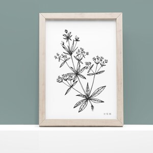 The madder - fine art print, botanical illustration, vegetal, flowers, bucolic, A4, dotwork, stippling, wall decor, nature