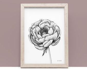 Pivoine - affiche, édition limitée, A5, A4, A3, jardin, dessin, illustration botanique, déco, estampe, naturaliste, fleur, fine art