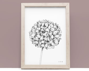 Hydrangea - prints, A4, 324 g, Fine art textured paper, dotwork, botanical illustration, wall decor, naturalista, botanical, flower