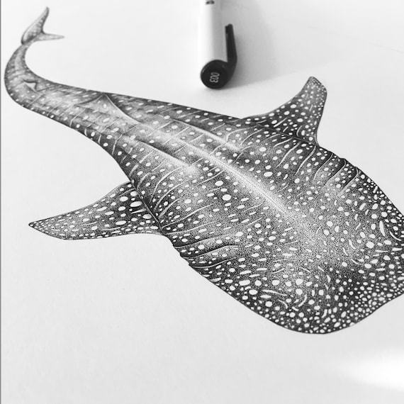 ジンベイザメ - ポスター、A5、A4、A3、海、海洋、海洋、クジラ、魚