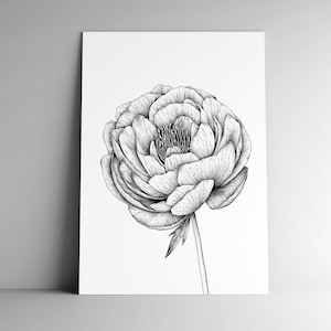 Carte postale PIVOINE et son enveloppe, format A6, papier blanc mat 350g, courrier, papeterie, illustration végétale, jardin, botanique