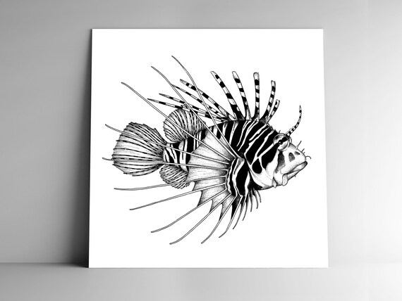 Post Card Lionfish And Mailing Enveloppe Square 350g White Etsy