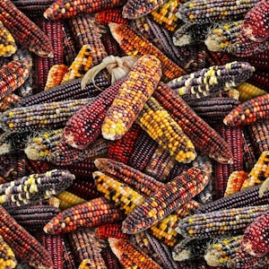 May include: A close-up of a pile of colorful Indian corn. The corn cobs display a variety of colors, including yellow, orange, red, purple, and black. The kernels are arranged in neat rows, creating a visually appealing texture. The image is a full frame.