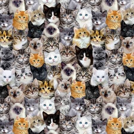 Cat C8417 Multi Packed Mixed Breeds of Cats for Timeless Treasures