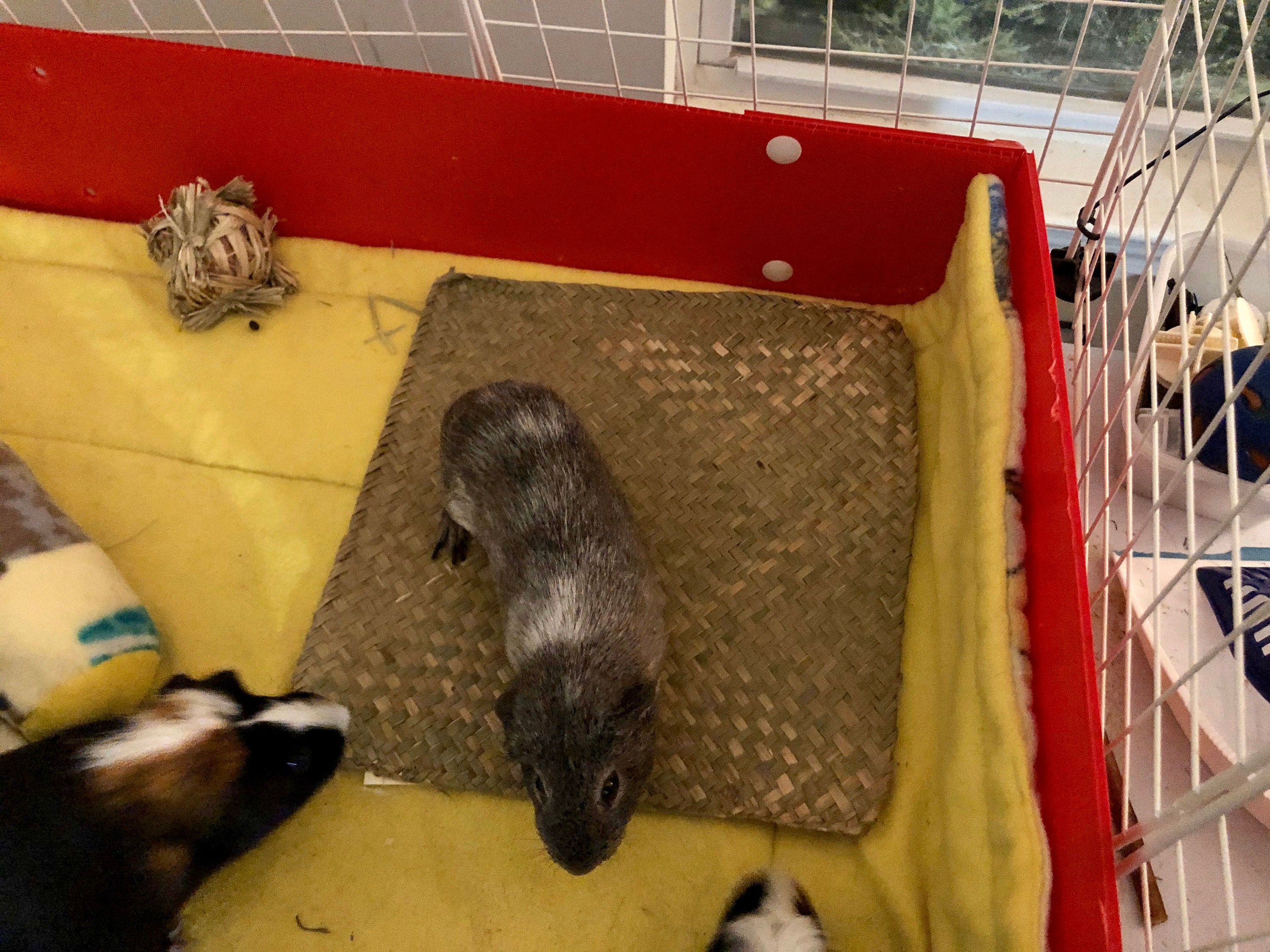 Natural Grass Mats Chew Toy Boredom Breaker Toy Guinea Pig