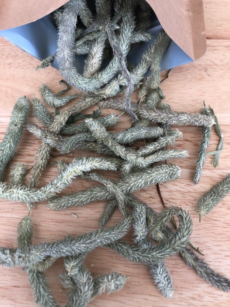 Timothy Hay Seed Heads A Healthy Treat for Guinea Pigs and Etsy