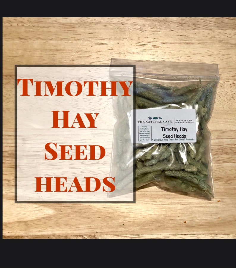 Timothy Hay Seed Heads A Healthy Treat for Guinea Pigs and Etsy