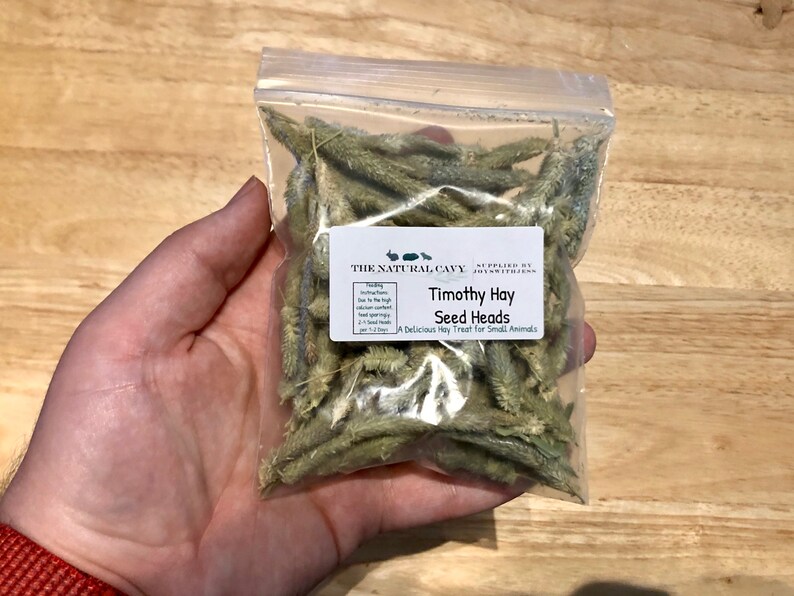 Timothy Hay Seed Heads A Healthy Treat for Guinea Pigs and Etsy