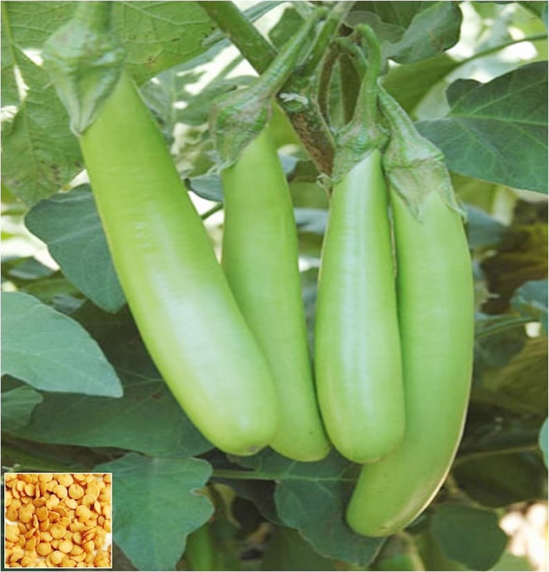 Eggplant Green Long 50 Hybrid F1 Seeds. Etsy